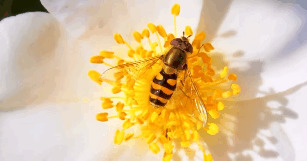 Marché de Griselle : votre partenaire bio entre Saint-Martin et la Guadeloupe